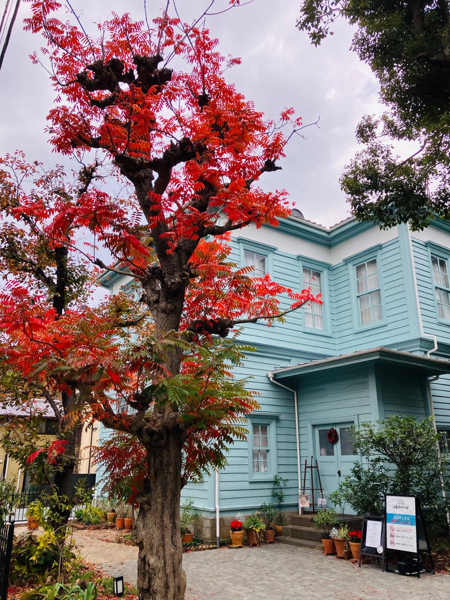 本日朝の #旧尾崎テオドラ邸 です。初冬となり、当館の木々も真赤に色付きました。
明日も当日券ございます。季節により表情を変える旧尾崎テオドラ邸を、ぜひお楽しみください。

▼入館チケット詳細はこちら
ozakitheodora.com/ticket/