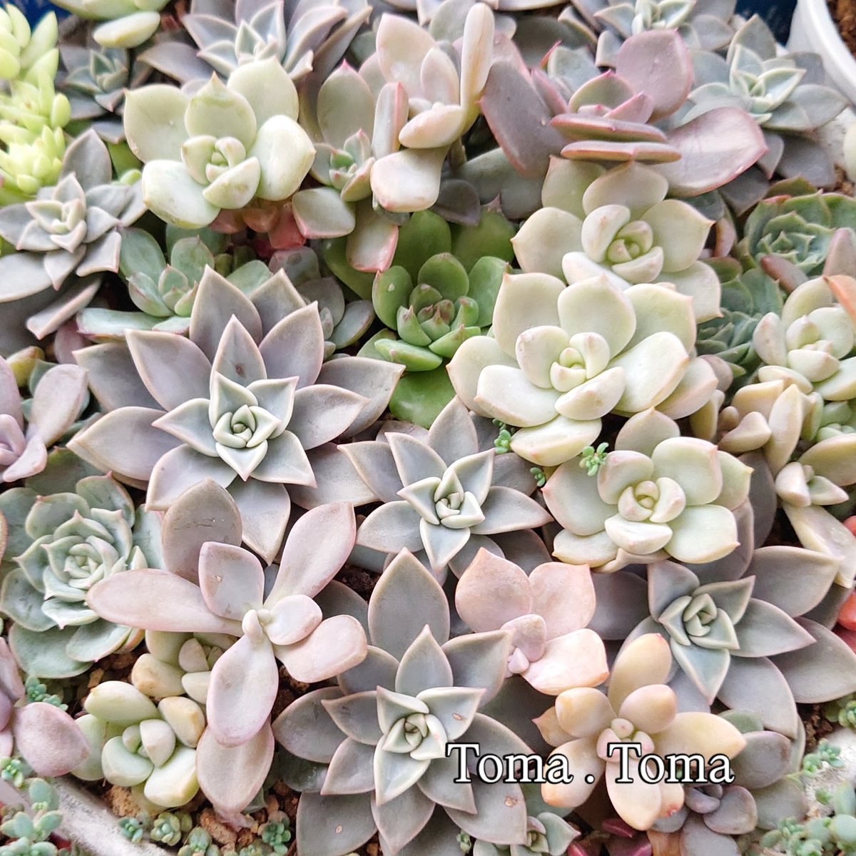 多肉植物寄せ植え