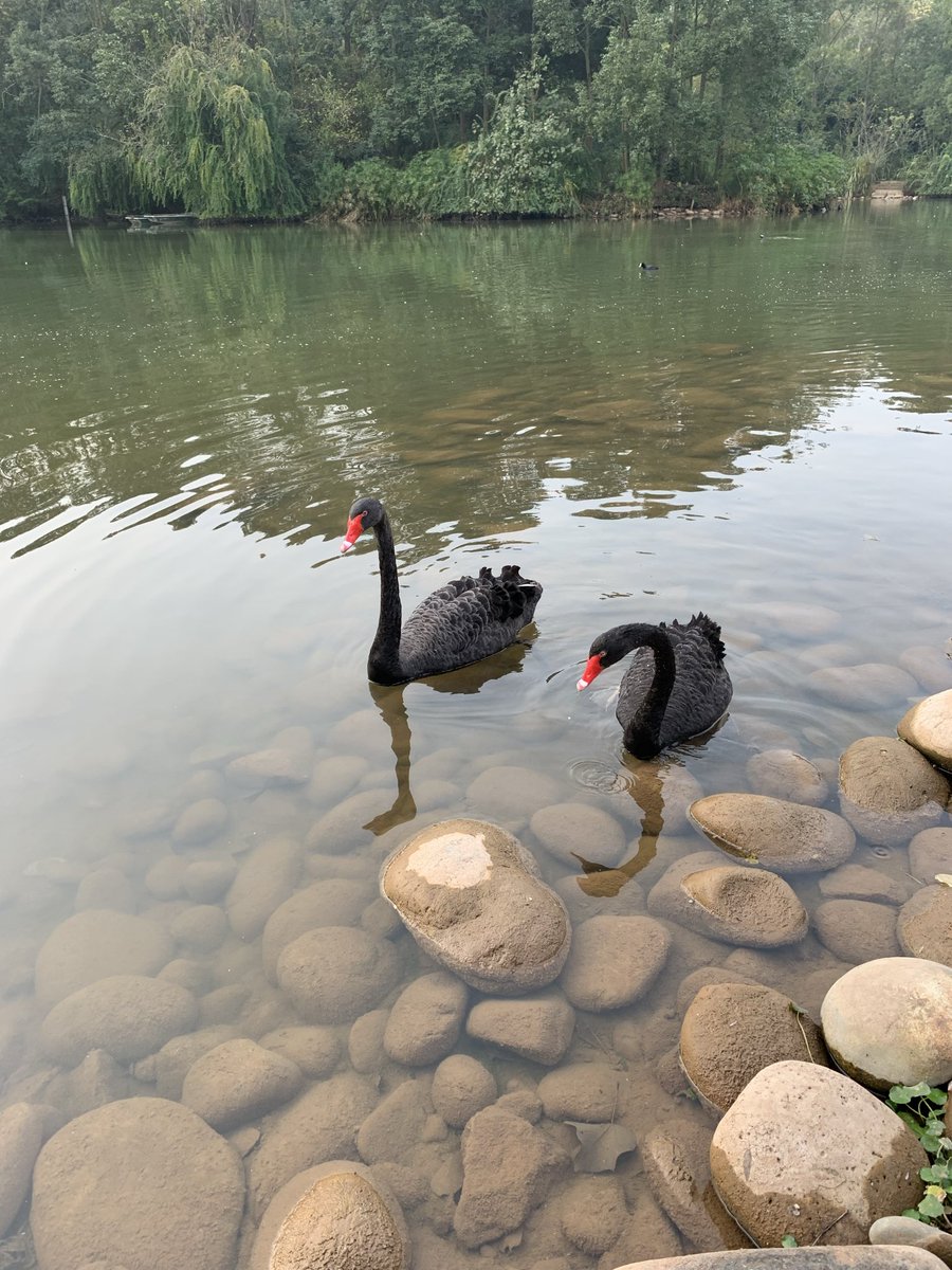 Two black swans spotted