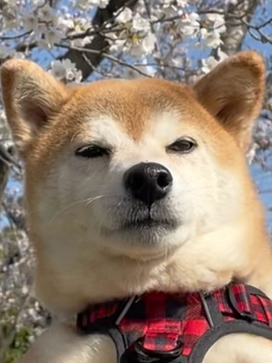 柴犬·͜·♡もも (@momonosekaiii) / Posts / X