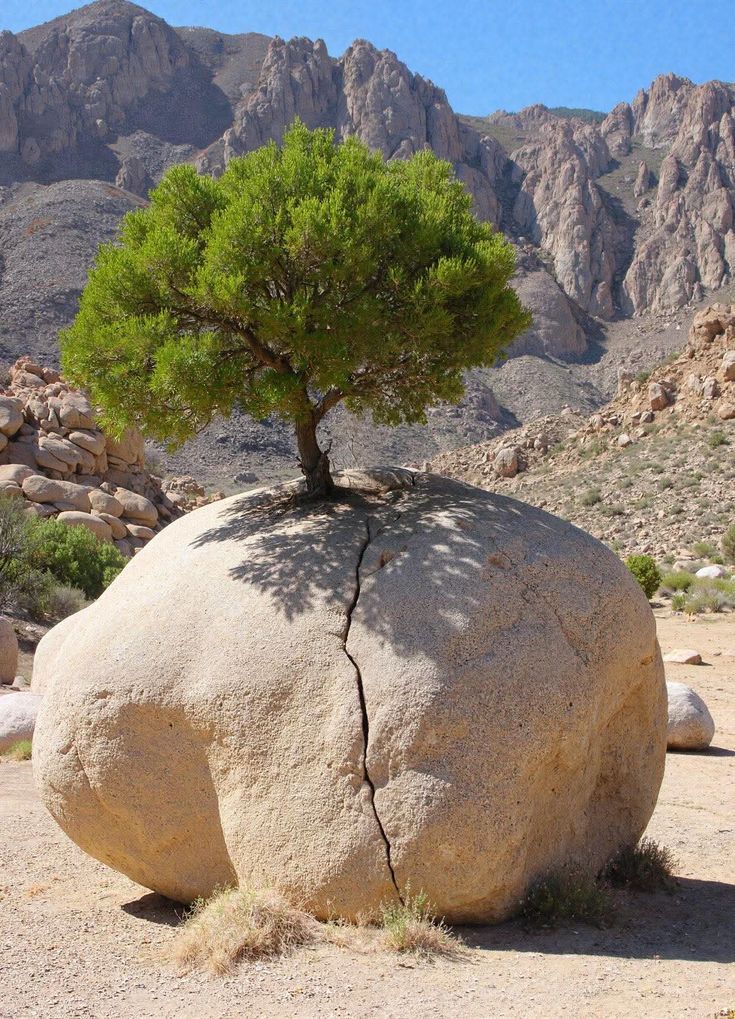 LonelyAppleTree's tweet image. Life breaks through.