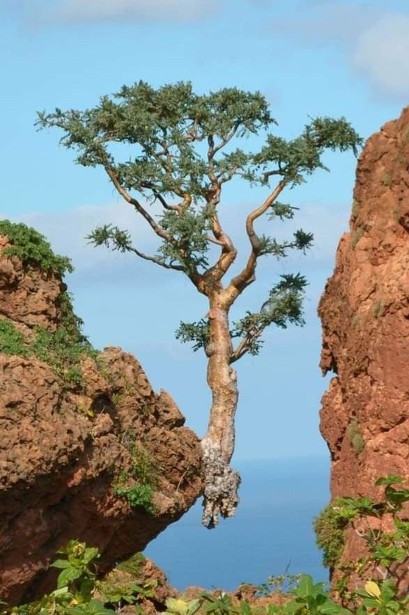 LonelyAppleTree's tweet image. Resilience.