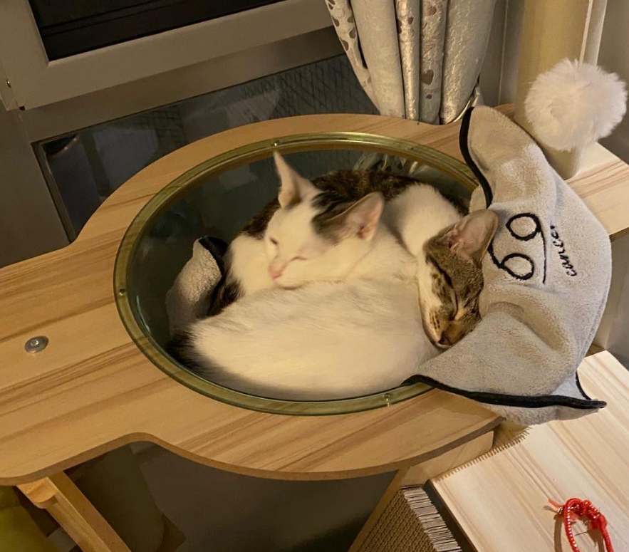 Kartinos tweet media