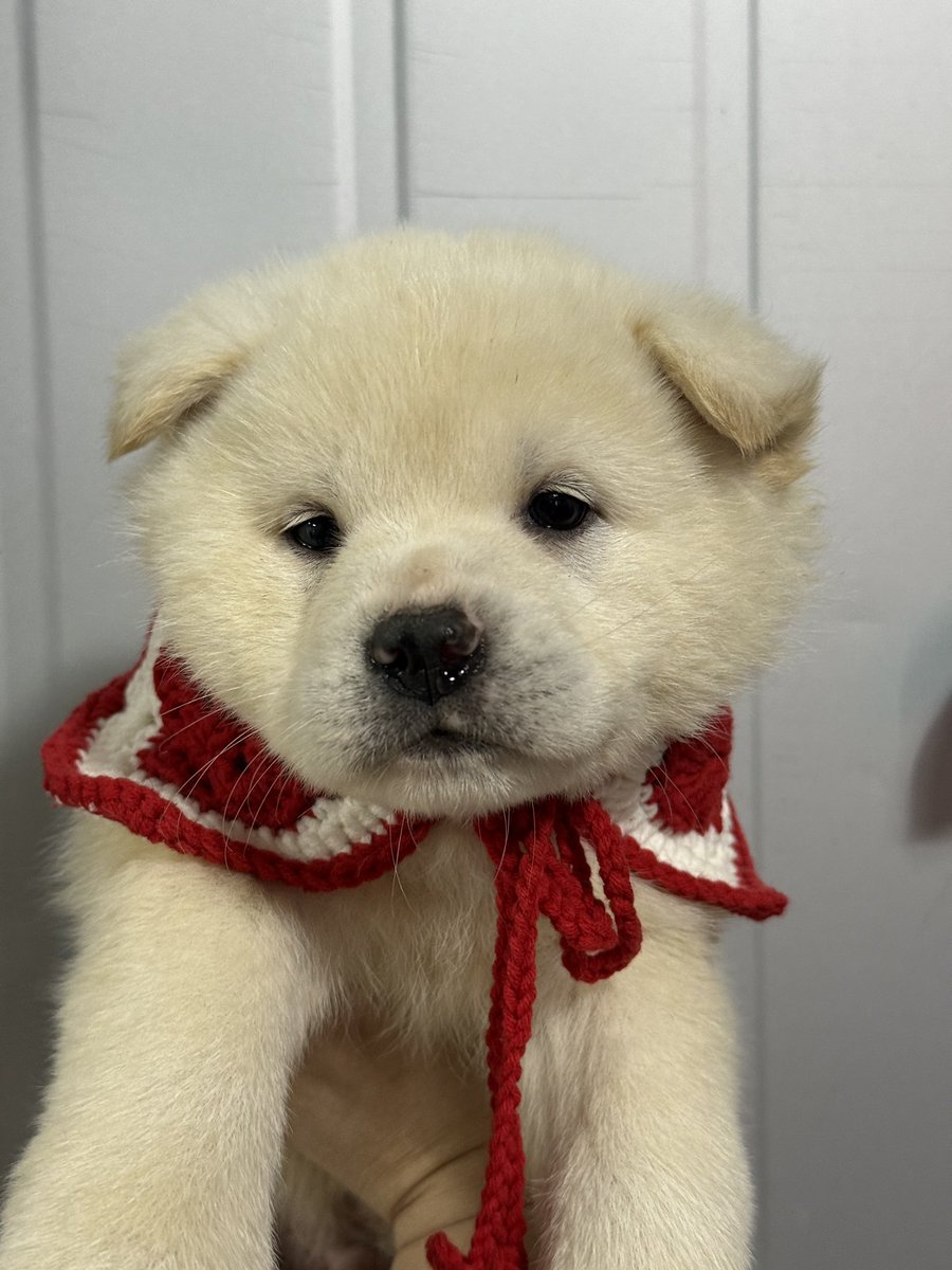 하남시 보호소 입양홍보 (@hanam_shelter) on Twitter photo 