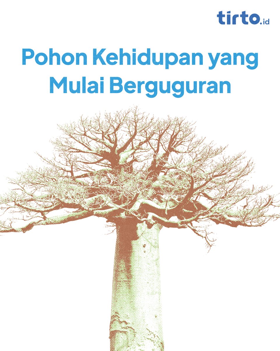 TirtoID's tweet photo. Baobab dikenal sebagai "Pohon Kehidupan" sebab umurnya ribuan tahun. Namun, selama 12 tahun terakhir, pohon-pohon baobab tertua di Afrika berguguran. #UtasMild https://t.co/zRXy3OHAOo
