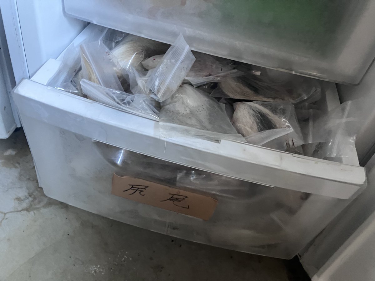 tomato044apd's tweet image. 冷凍庫に有害鳥獣駆除報告提出用の尻尾を保管する段を設けてあるんだけど、ついに溢れてきた
なんとか押し込んでる