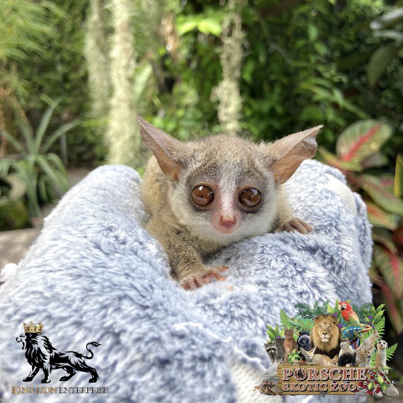 Porsche_shop99's tweet image. น่ารักมากก จิ๋วแต่แจ๋วสุดๆ😍

The cutest, tiny but awesome 😍

#porscheexoticzoo 
#porscheexoticzooadmin 
#porscheexoticzooofficial 
#bushbaby 
#บุชเบบี้