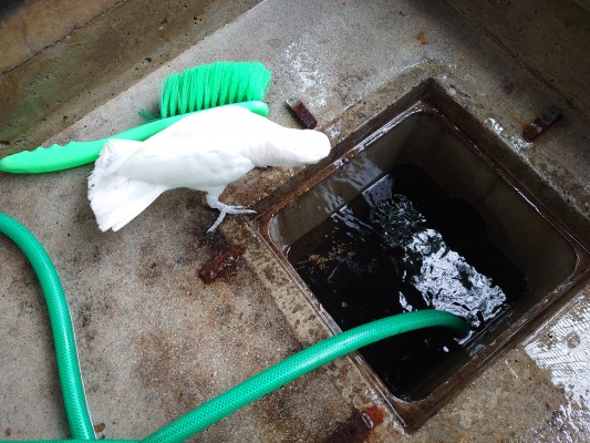 drbsdurt's tweet image. ココちゃん、大好き❤️🕊️
ココちゃん。