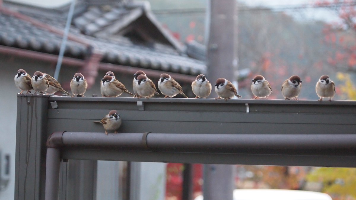 HimaGclub1998's tweet image. いよいよ冬名物
モフが並び始めた