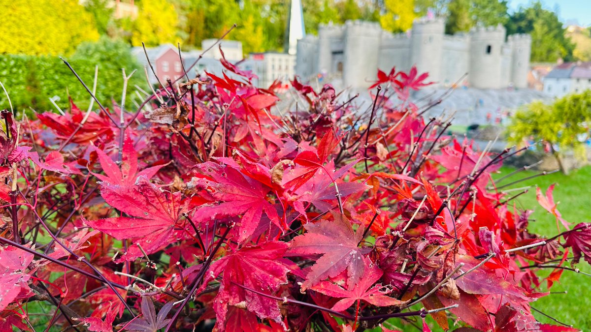 Model Village, Devon tweet media