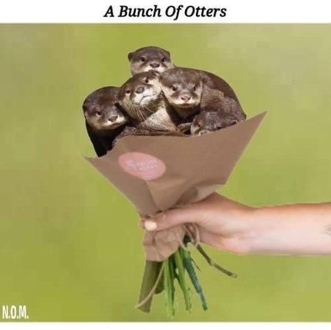 In_Otter_News2's tweet image. Here is a little something to get your day started.