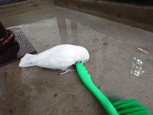 drbsdurt's tweet image. ココちゃん、いつも遊んで幸せそう。ココちゃん、ようこそ。🕊️❤️🥰