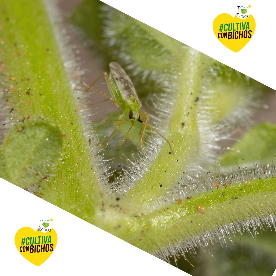😱🪰 La pesadilla de la mosca blanca tiene nombre: Macrolophus caliginosus 🐞
Este pequeño pero poderoso depredador es uno de los mejores aliados naturales en el control biológico de la mosca blanca, tanto de Bemisia tabaci como de Trialeurodes vaporariorum. 🌿💪