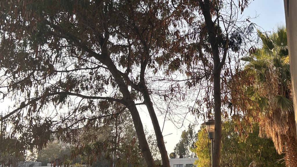 forget-me-not tweet media