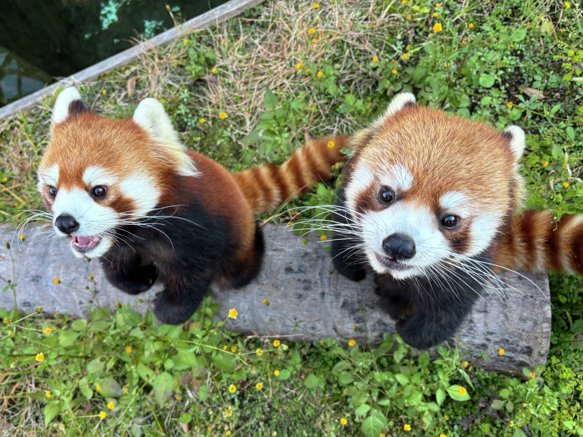 ＼本日11/25は #いい双子の日 👫／

#シーパラ 生まれのつぐみ(右)＆くるみ(左)を紹介します🪶🌟

今年で3歳になり、すっかり立派な大人の #レッサーパンダ 🍎🍏
顔も性格もあまり似ていない双子にぜひ会いに来てください💛

#横浜八景島シーパラダイス #八景島 #アクアミュージアム #フォレストリウム