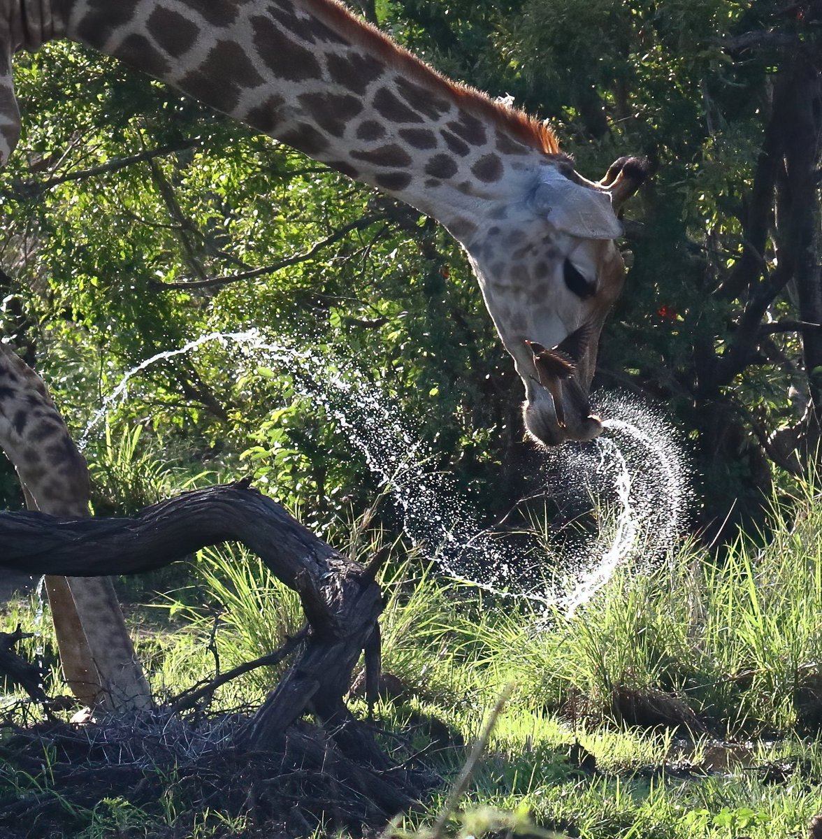Tony Johnstone tweet media