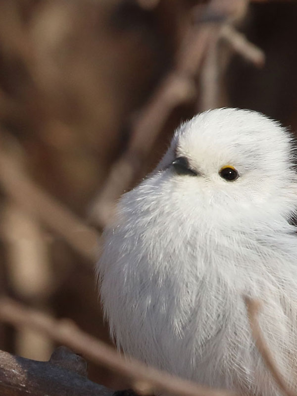 ぼく、シマエナガ。 tweet media