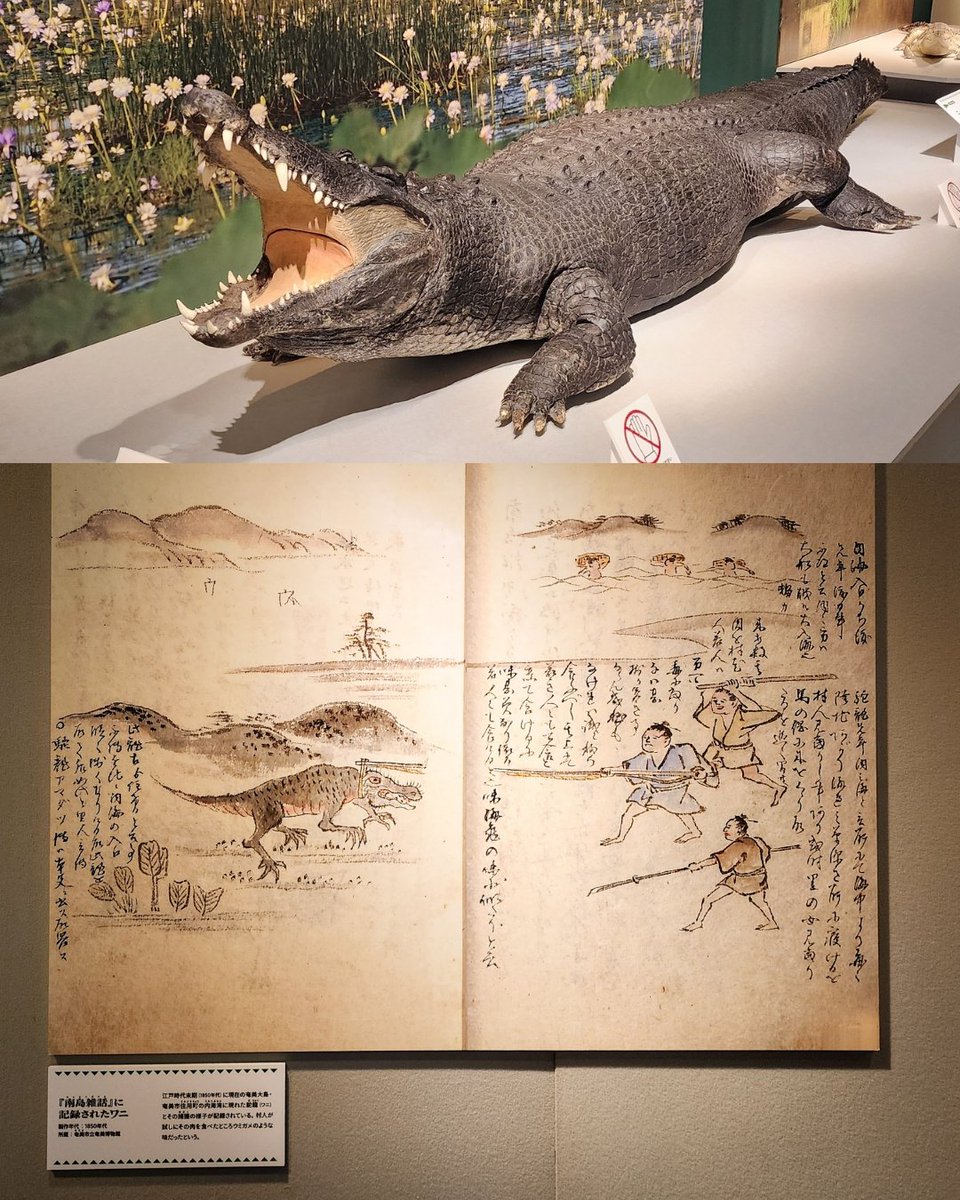 企画展「ワニ」があす26日(水)から国立科学博物館(東京・上野公園)で