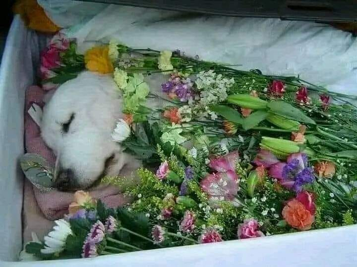 Beyond_theleash's tweet image. Please don&apos;t move around without giving him some love!