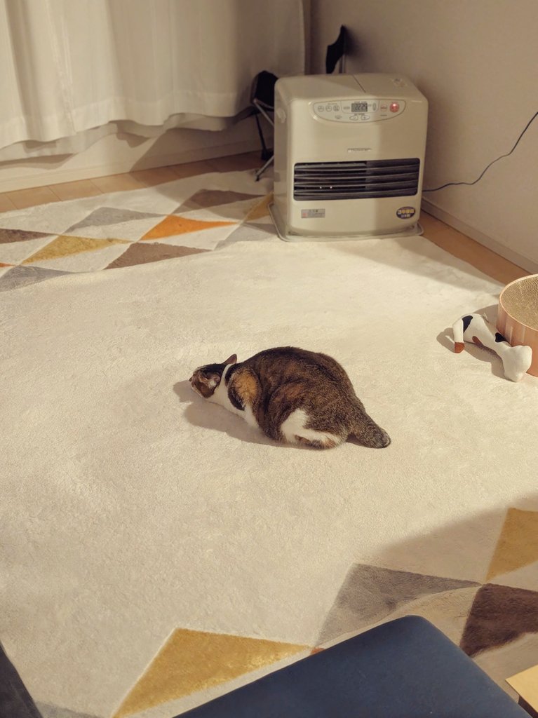 nekomeyome's tweet image. ただいま