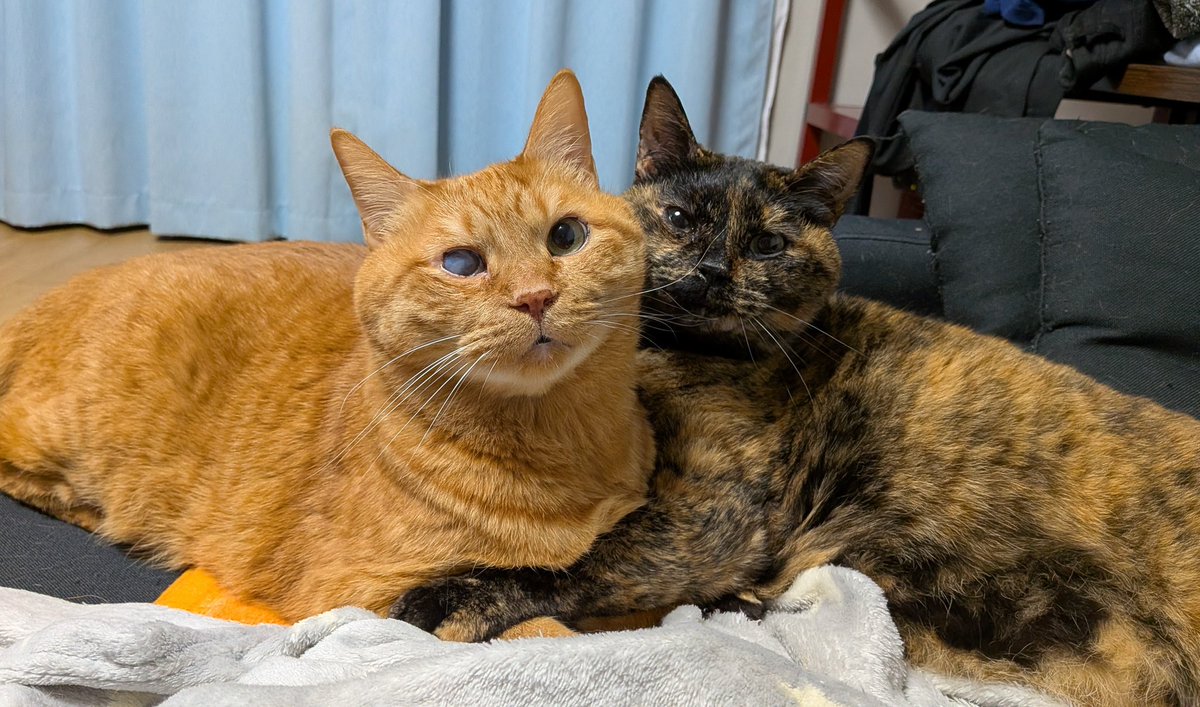 すぅ。 tweet media