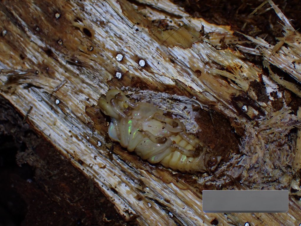 オーストラリアにて
ニジイロクワガタの発生木を発見しました
蛹前蛹幼虫と様々なステージの本種を観察できました
めっちゃ嬉しい、感無量です