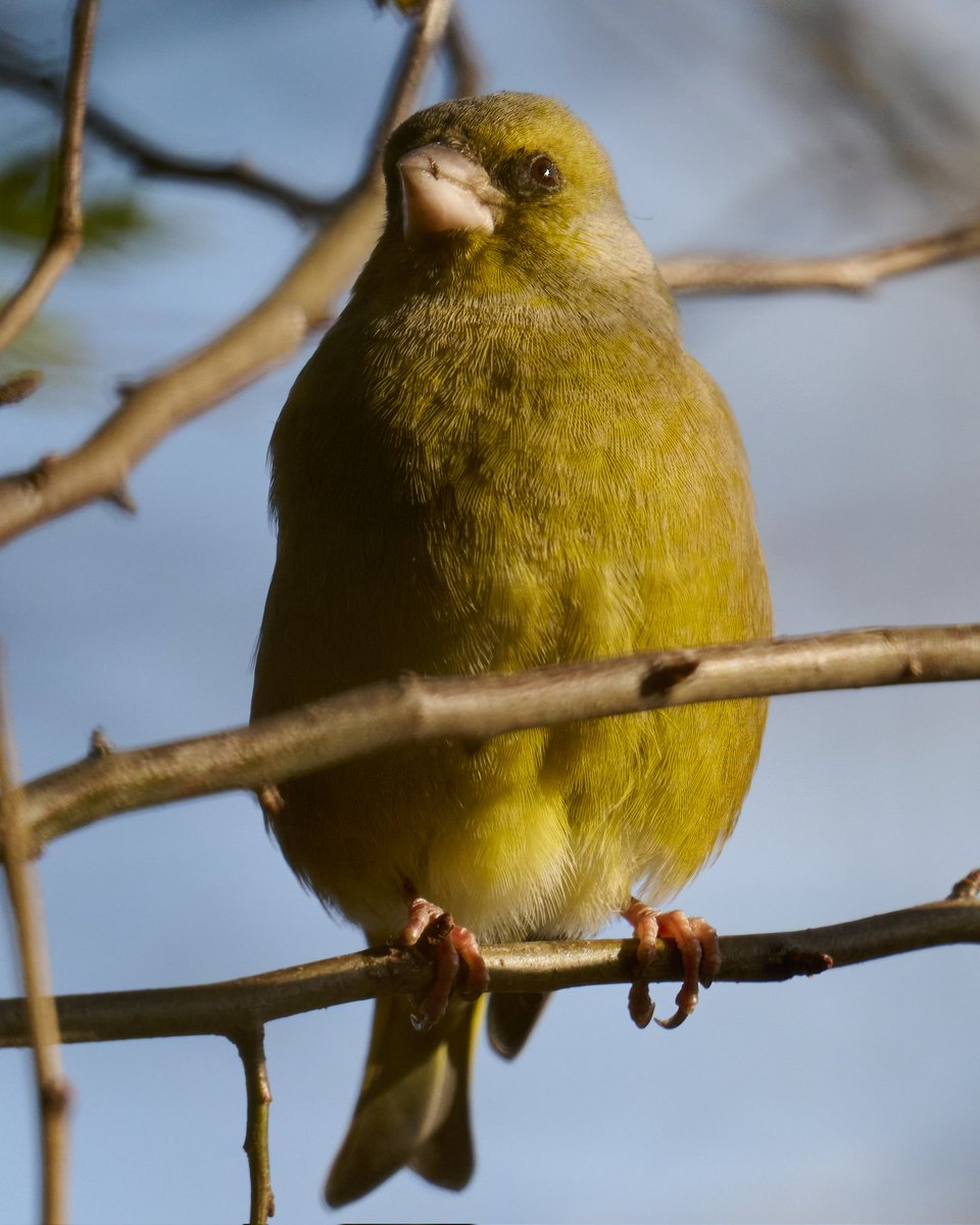 paulhayes55's tweet photo. Greenfinch. https://t.co/2CGA2zkwQx