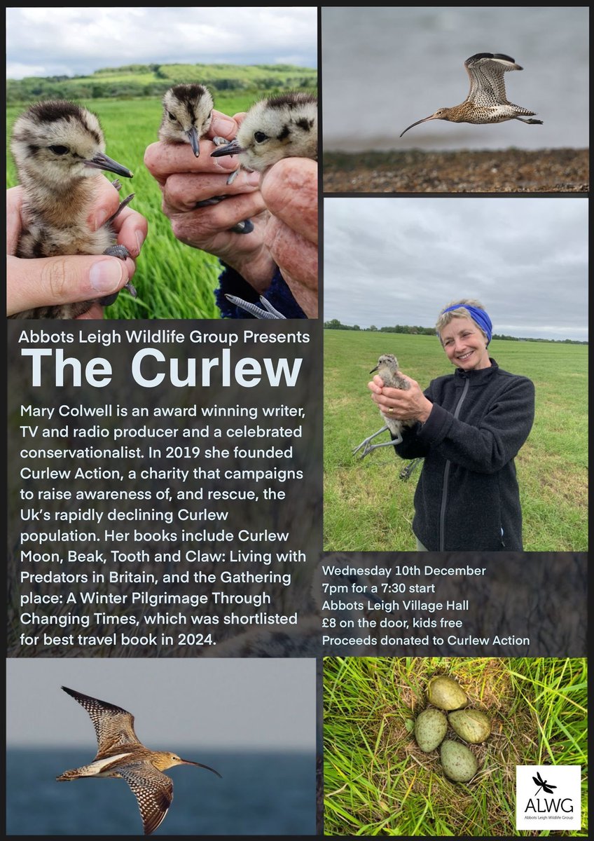 Any Bristolians need a Christmas Curlew fix? 🐦😎👇👇