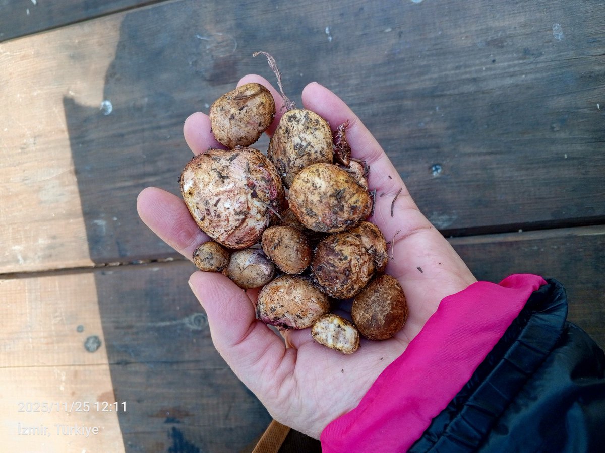 Gelseydin bayb patates yerdik 😅😅