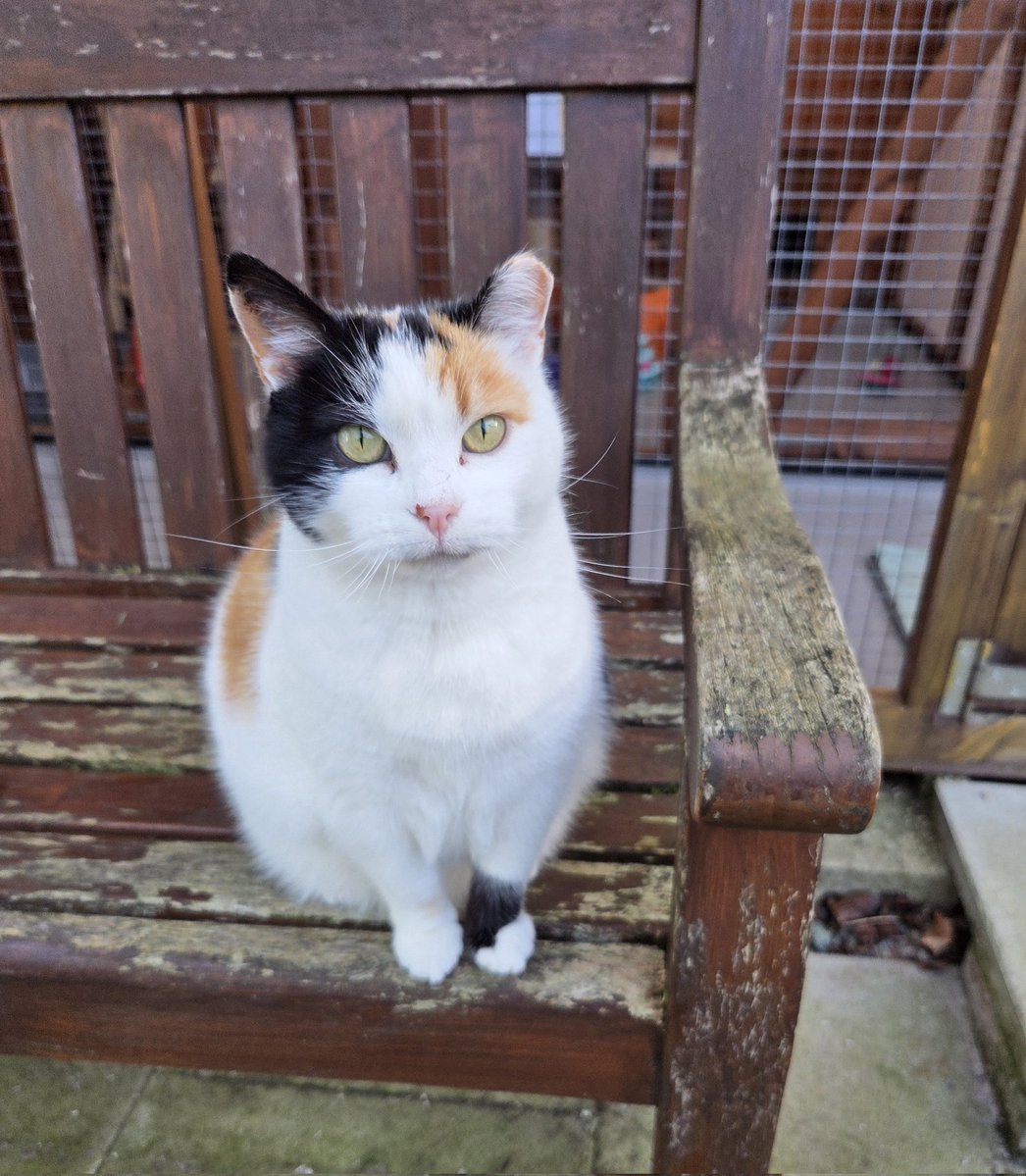 #GivingTuesday ~ Annwyn would like to wish you all a happy day &amp; remind you she is a #sponsorcat A great idea for a #xmasgift For more info contact Sam sponsorship@shropshirecatrescue.org.uk or 🎄🎁😽❤️ shropshirecatrescue.org.uk/sponsor-a-cat #inthecompanyofcats #catrescue #freerangers