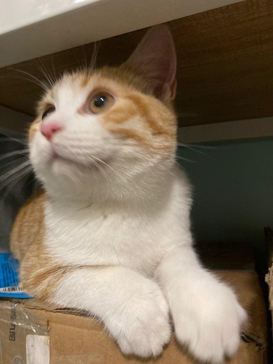 AAnanthkumar7's tweet image. 转角撞见一只圆滚滚的橘猫，正抱着便利店的冰可乐罐蹭，尾巴晃成小弹簧～