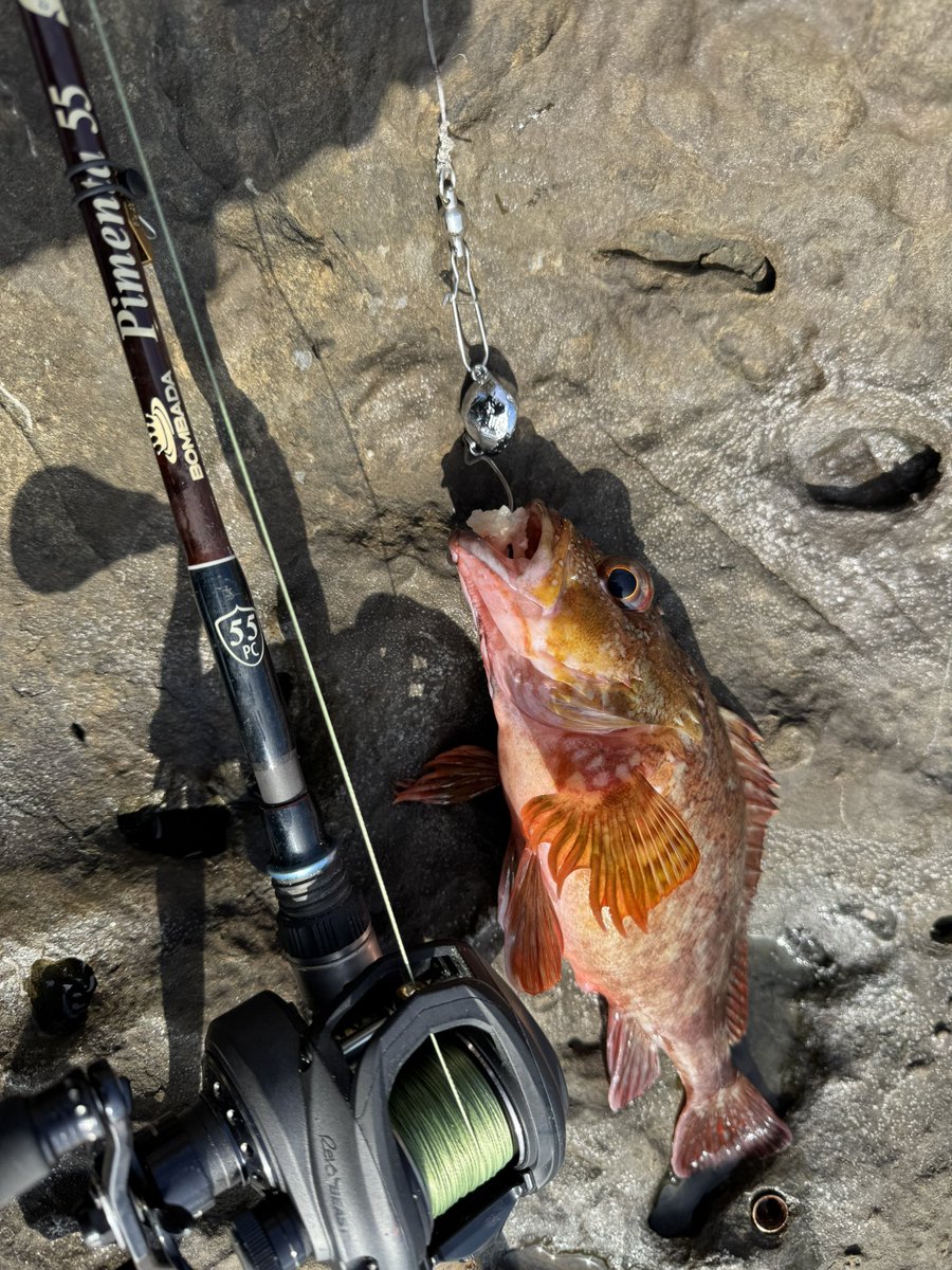 ピメンタで根魚、楽しいよ！
#ボンバダ