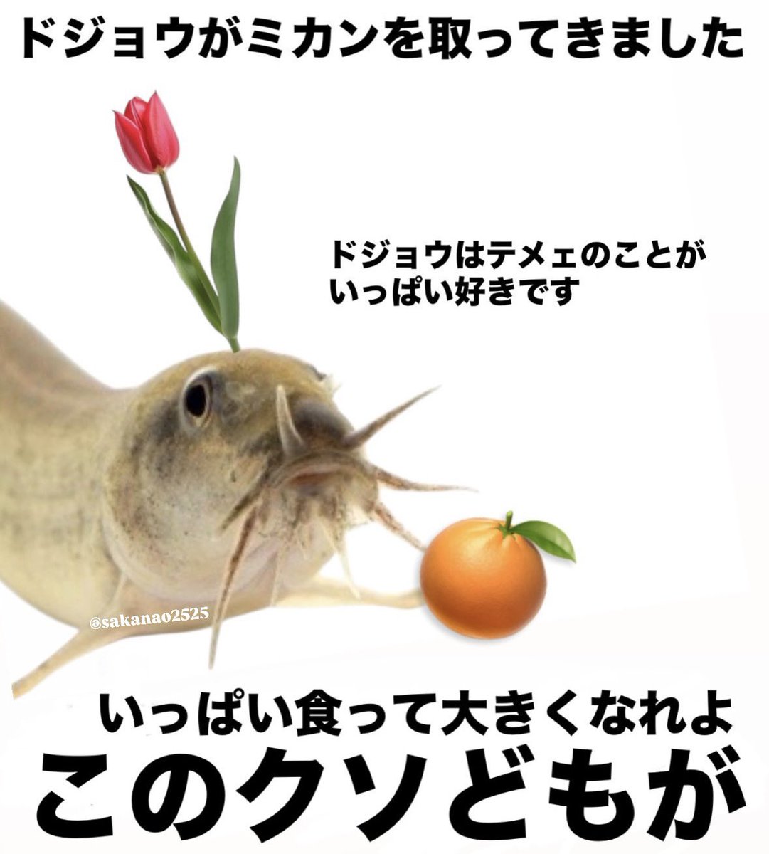 さ (@sakanao2525) on Twitter photo 