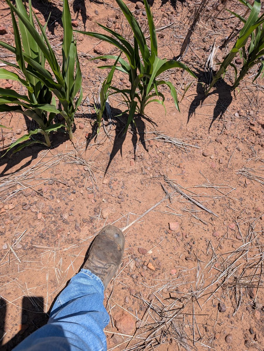 MasterR_28's tweet image. 42 degrees in boots and jeans checking crops, I know how much this gets you weak. 

P.s it's my birthday today 

Cashmaster footdom boot fetish findomaus foot fetish