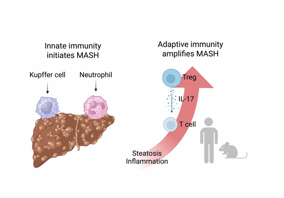 Thrilled to share our new study! 🚀
We show that Tregs expand in MASLD/MASH but unexpectedly amplify inflammation—driven by IL-17⁺ Tregs that track with NAS in mice and humans.
A key step toward stage-specific immunomodulation in #MASH.
@JHEPReports
🔗 doi.org/10.1016/j.jhep…