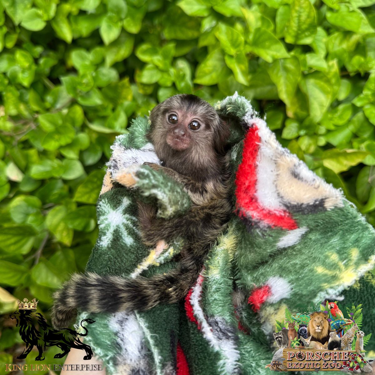 Porsche_shop99's tweet image. น้องมาโมเสท-หูขาว🤍

Little Marmoset - White Ears🤍

#porscheexoticzooadmin
#porscheexoticzooofficial
#PorscheExoticZoo