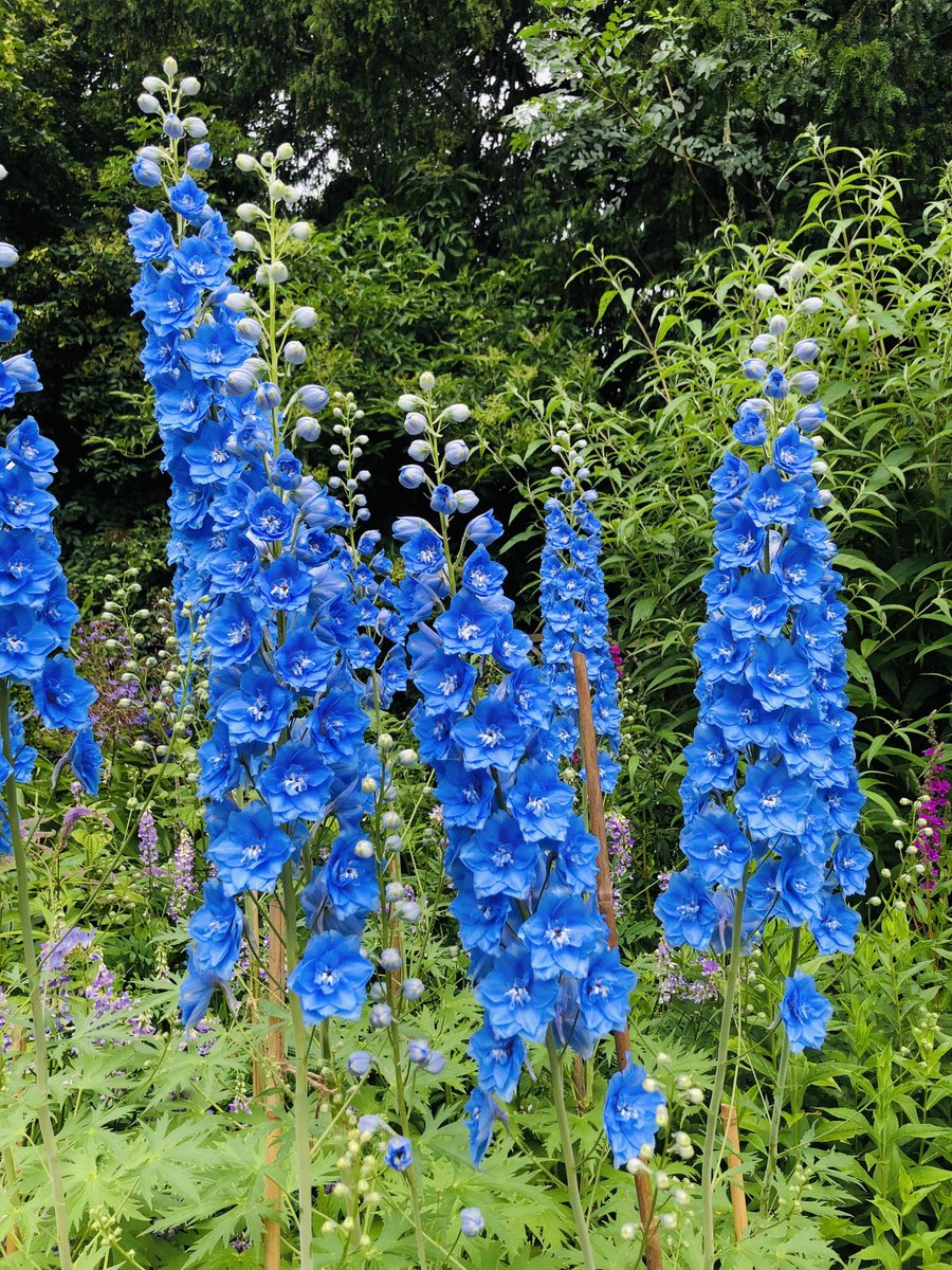 helen_brammeld's tweet image. Happy Tuesday everyone! Pic from a garden visit few years ago! #TuesdayBlue 💙 Enjoy your day 💙