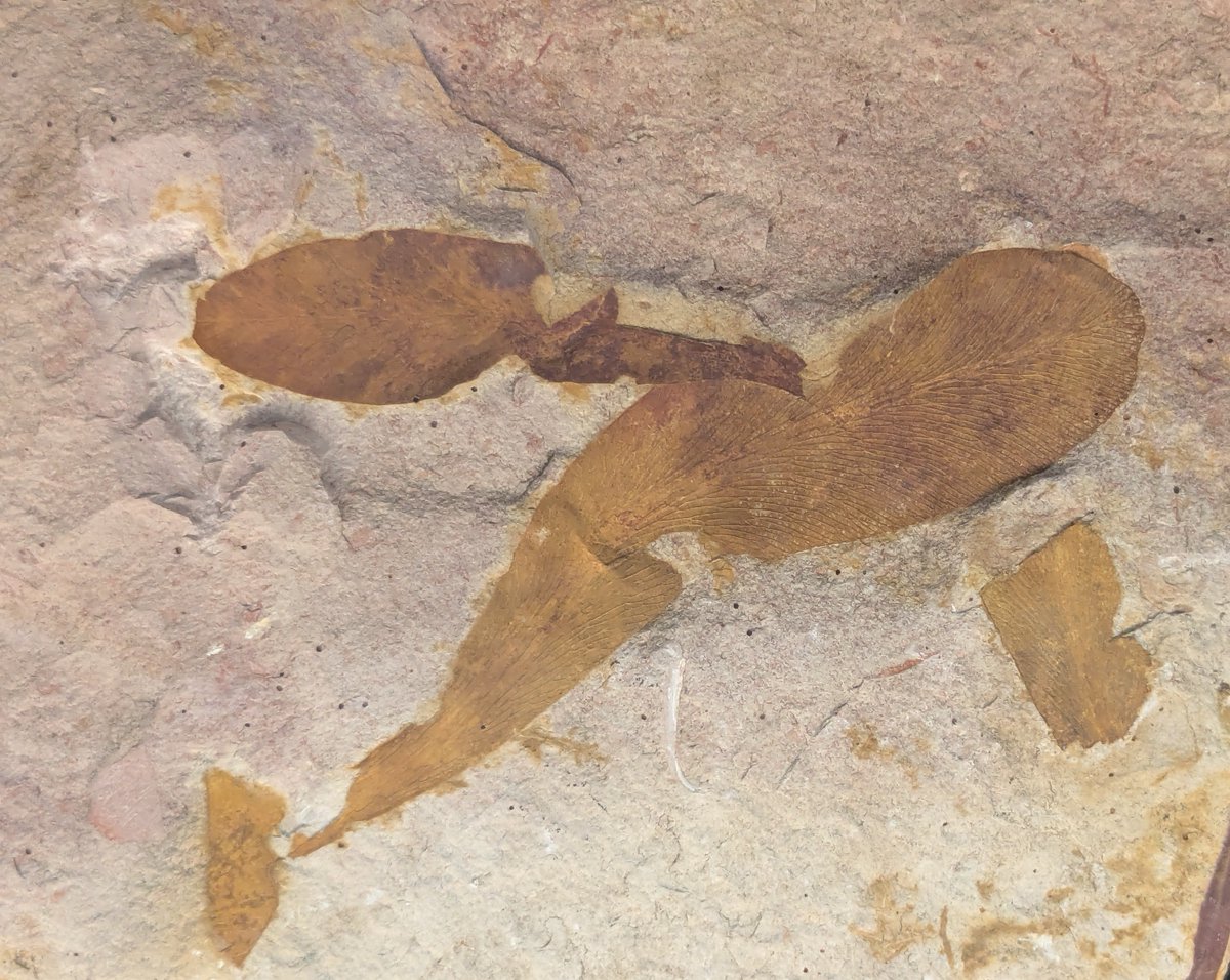 Nipponites_'s tweet image. #火曜日は化石の日

産総研 地質標本館より

グロッソプテリスの葉 (実物化石)
Glossopteris browniana
ペルム紀 / オーストラリア、ニューサウスウェールズ州