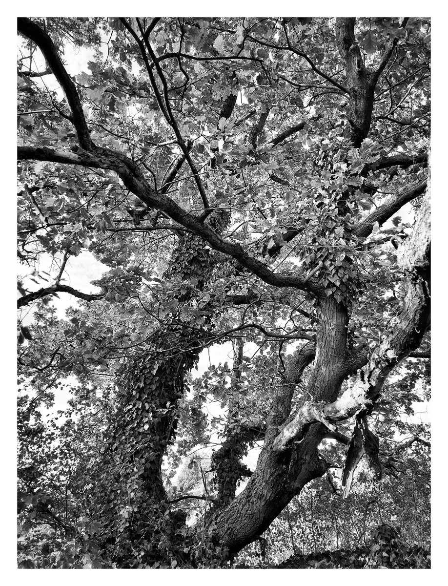 silbersalzig's tweet photo. Itโs #ThinkTrunkTuesday again!
Everyone have a happy one ๐ค๐ณ
#treepeople #TreeClub #treelovers #bnw #blackandwhite #photography #trees https://t.co/xmEmRu8Q0M