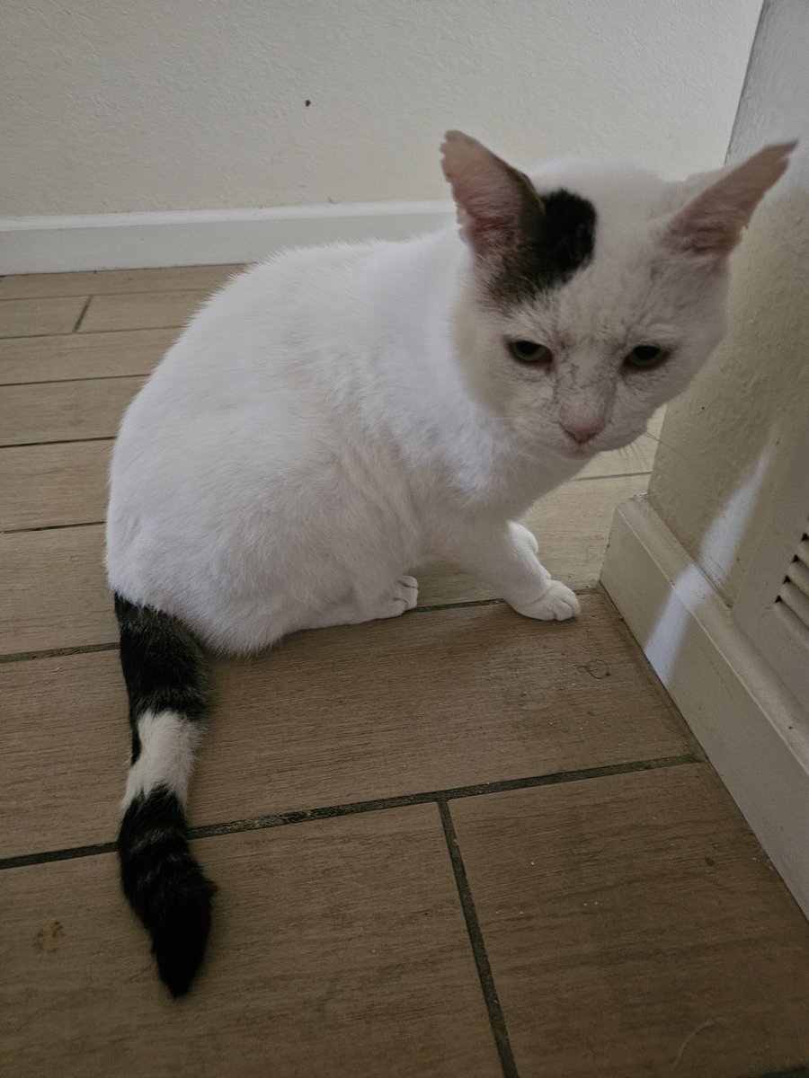 Ringo🌈, Neeko, Aether, Daxter, Sea Bass tweet media