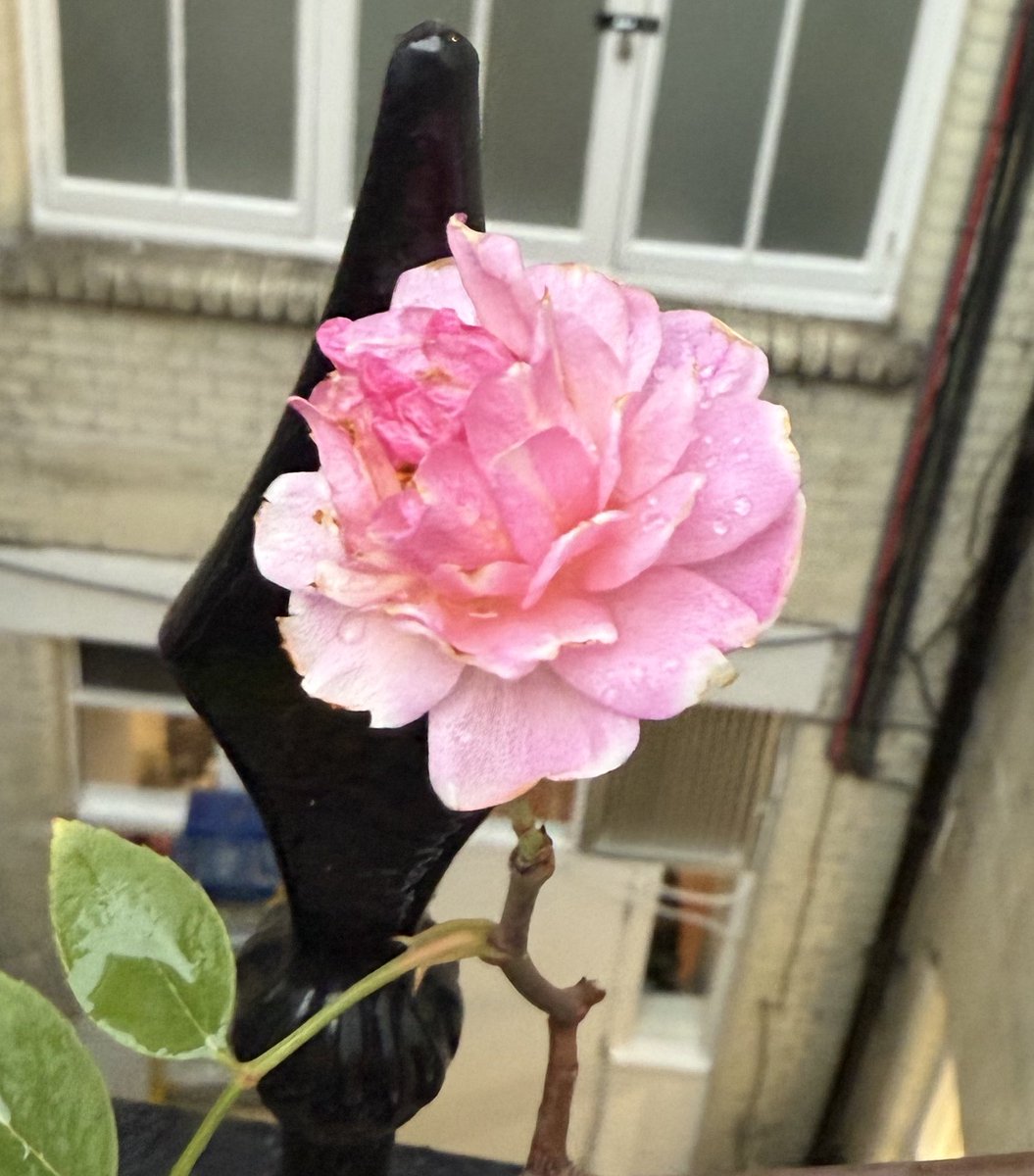 VoteTimBarnes's tweet image. Have not pruned back my roses for the winter, yet.

But these unusual weather patterns seem to be encouraging one of them to have a last gasp at colour and summer!

Not bad for #Soho rather than the south of France!