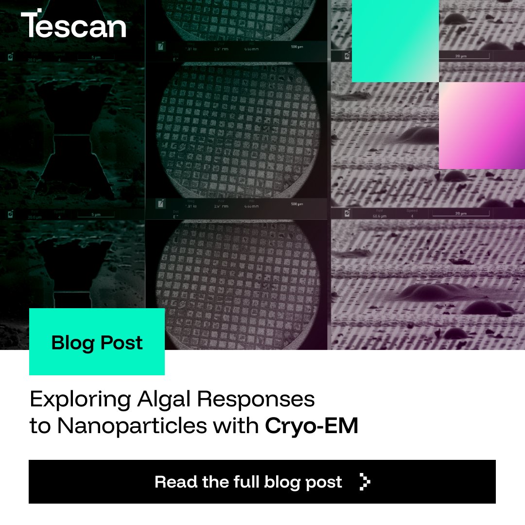 tescan_group's tweet image. What happens inside #microalgae when exposed to zinc oxide #nanoparticles ?
🔗 Read the full blog post to see how cryo-FIB-SEM is advancing environmental nanotoxicology.
hubs.la/Q03VCgZK0

#AcceleratingDiscovery #ElectronMicroscopy #LifeSciences #Algea #Tescan