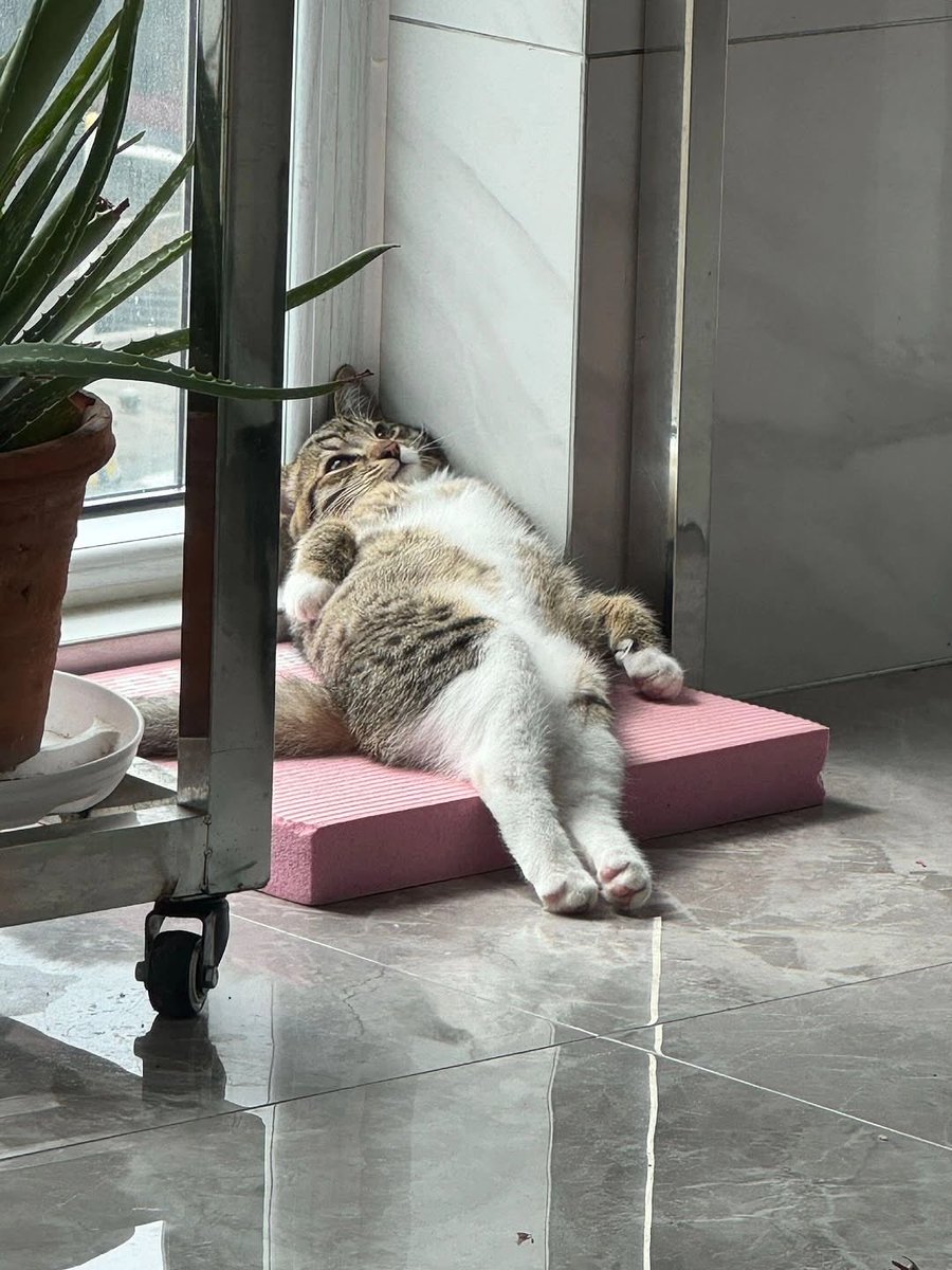 AssortiSala's tweet image. Бешусь