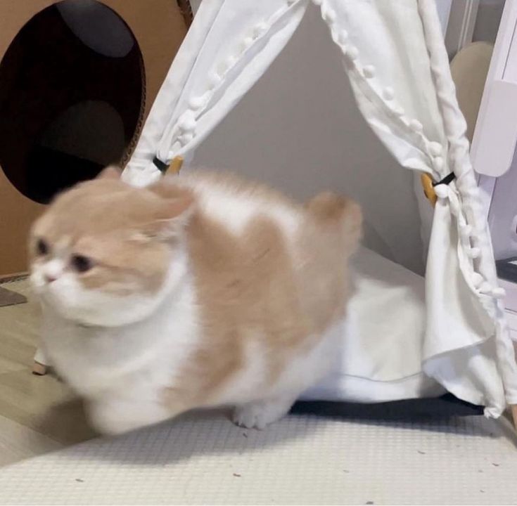 nekocatts's tweet photo. RUN! https://t.co/QNaTzJClRO