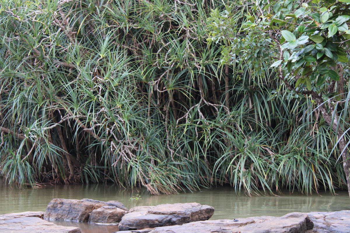 SharifSow's tweet image. 💚💚

#Labé