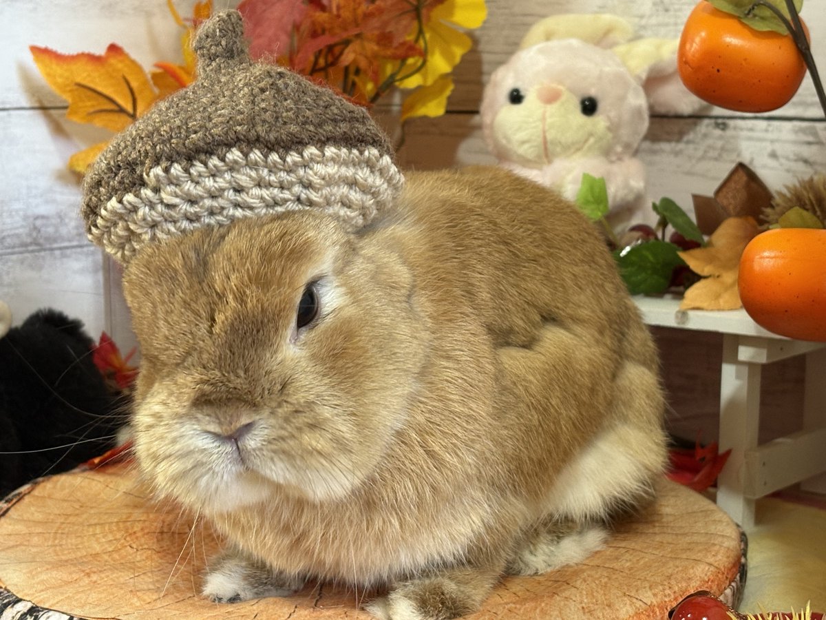 ﾄﾞﾝｸﾞﾘ帽🍁