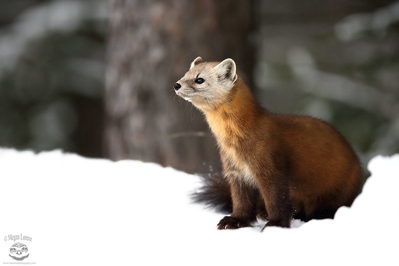 [🔗](api.tinyfox.dev/hourly/pinemar…)