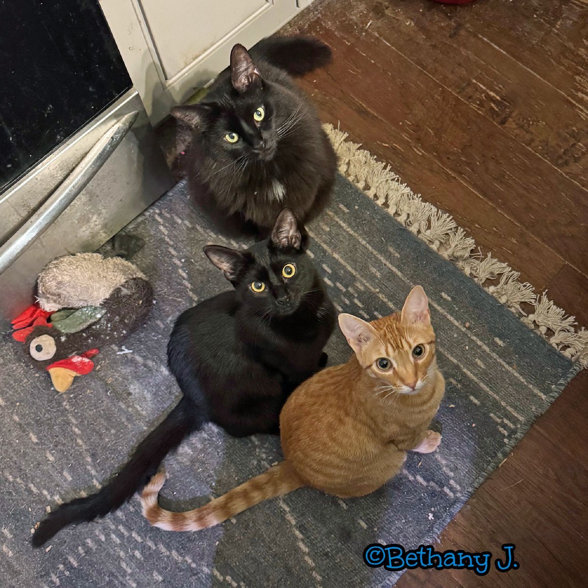 🎉 Former fosters Arlo (formerly Nigel), Emmylou (Matilda) and their floofy big brother Macca (isn't he fabulous?) Beth says: "There MIGHT be chicken on the counter and in case I wasn’t aware they would like to remind me that chicken is delicious." They're there to help!