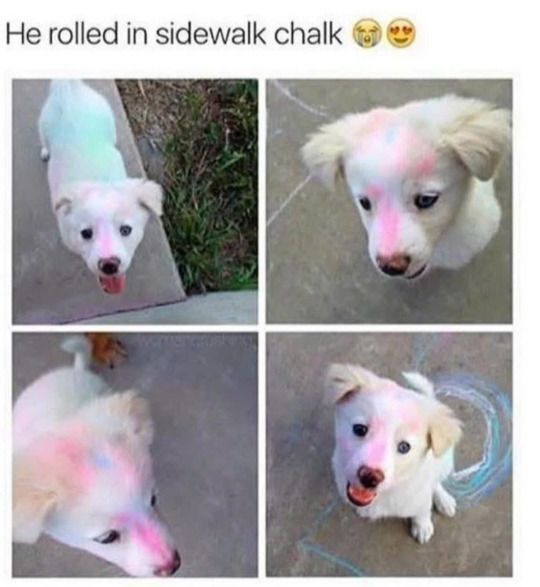 everythingdogss's tweet image. 