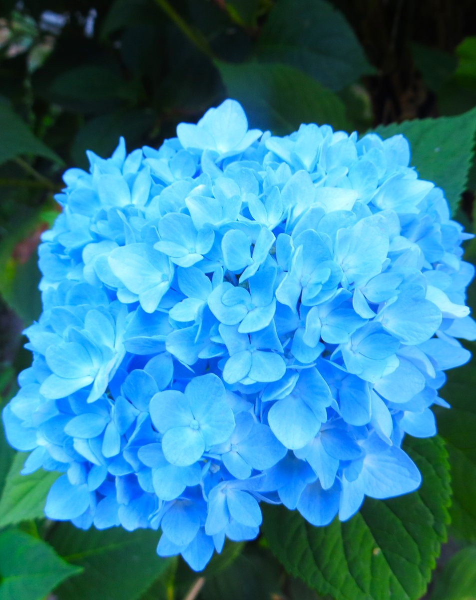 naren_dr1103's tweet image. Bright morning X family. Have an awesome day
🥀🍀
#theme_pic_India_flowers 
@mabend2 
#BlueFlowers
